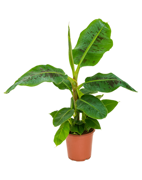 Musa
