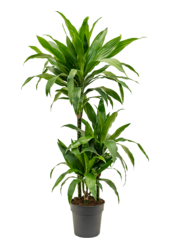 Dracena wonna Janet Craig