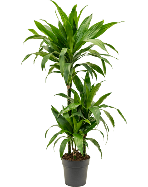 Dracena