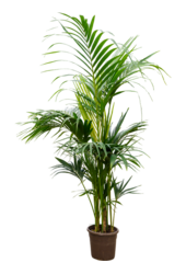 Kentia (Howea) Forsteriana