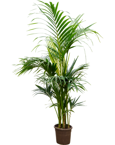 Kentia