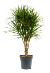 Dracaena Marginata