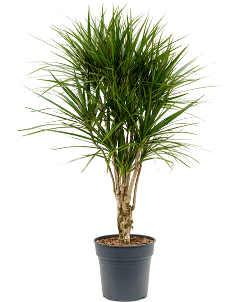 Dracaena