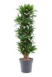 Dracaena Fragrans Compacta