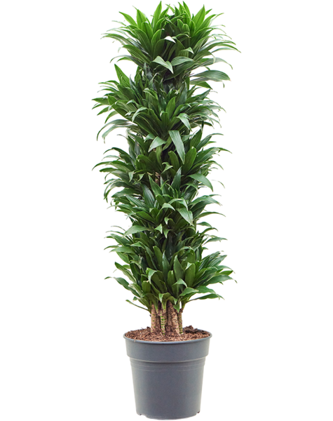 Dracaena