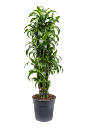 Dracena Fragrans Dorado