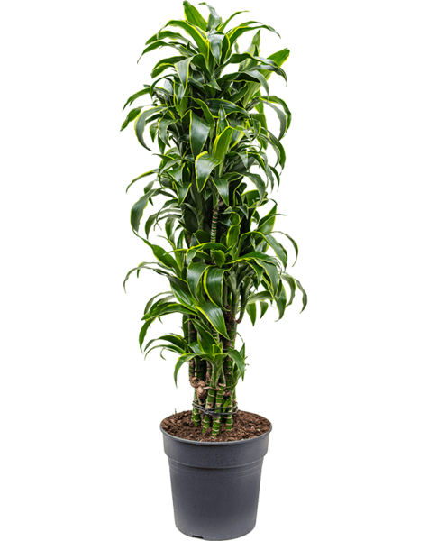 Dracena