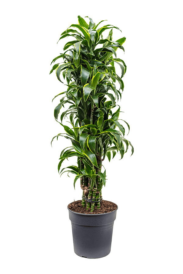 Dracena Fragrans Dorado