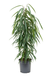 Ficus Binnendijkii Alii