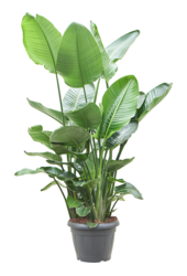 Strelitzia Nicolai