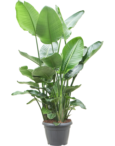 Strelitzia