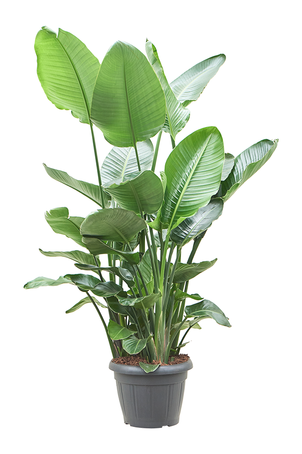 Strelitzia Nicolai