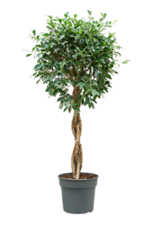 Ficus Microcarpa ‘Nitida’