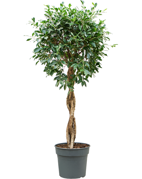 Ficus