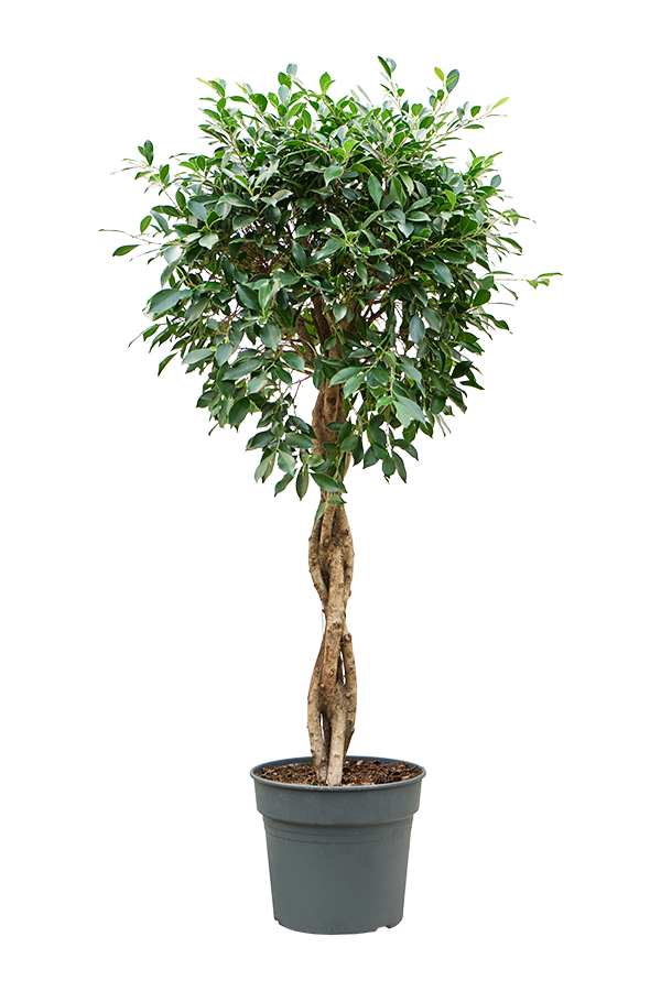Ficus Microcarpa ‘Nitida’