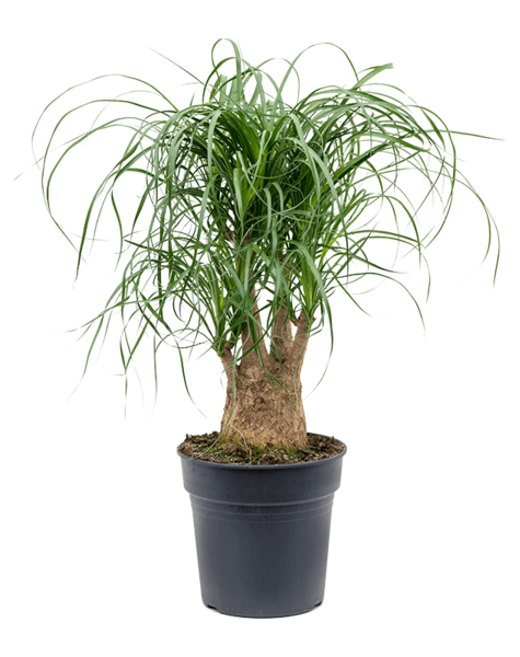 Beaucarnea