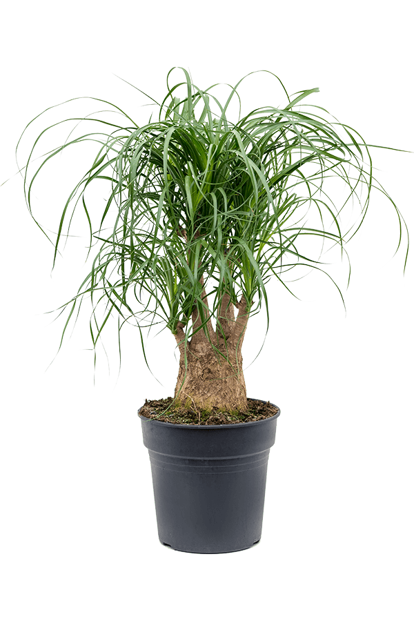 Beaucarnea Recurvata