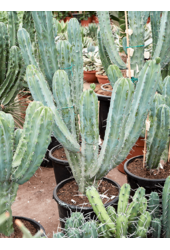 Myrtillocactus Geometrizans