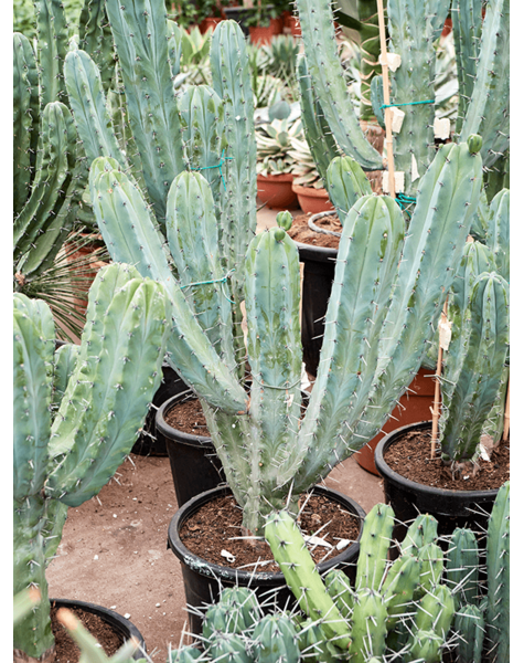 Myrtillocactus