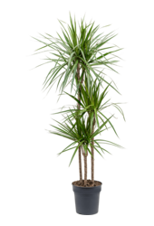 Dracena obrzeżona