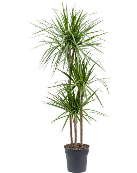 Dracena