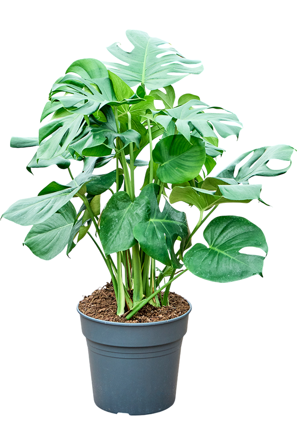 Monstera Deliciosa