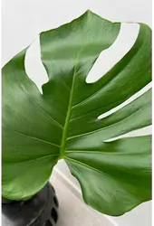 Monstera Deliciosa