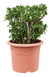 Crassula Ovata
