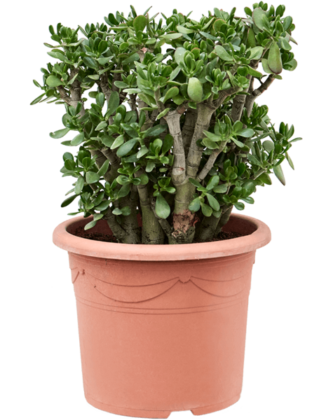 Crassula
