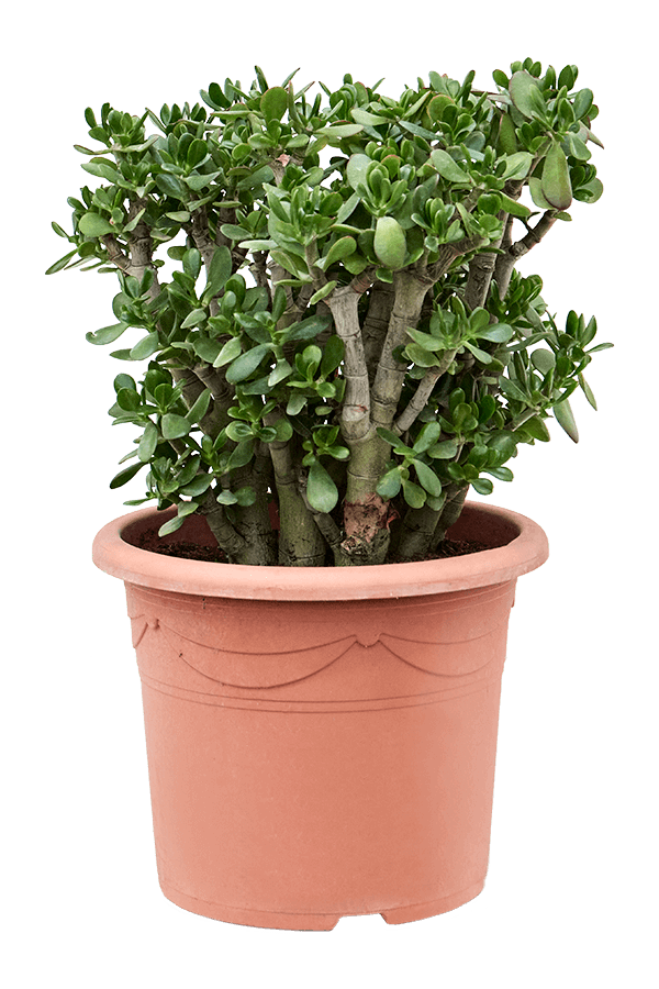 Crassula Ovata