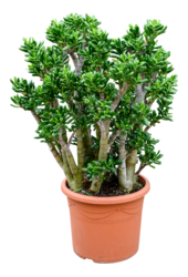 Crassula Ovata Gollum