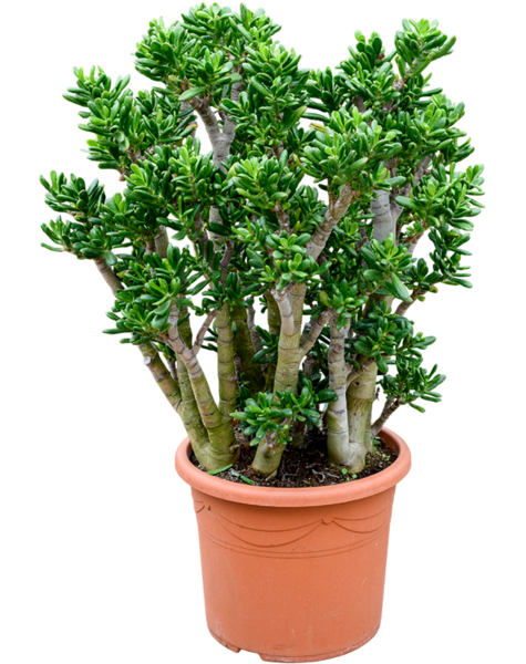 Crassula