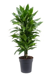 Dracena wonna Janet Lind