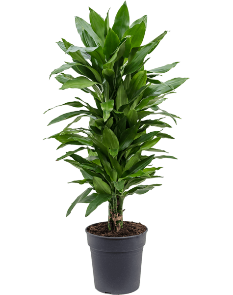 Dracena