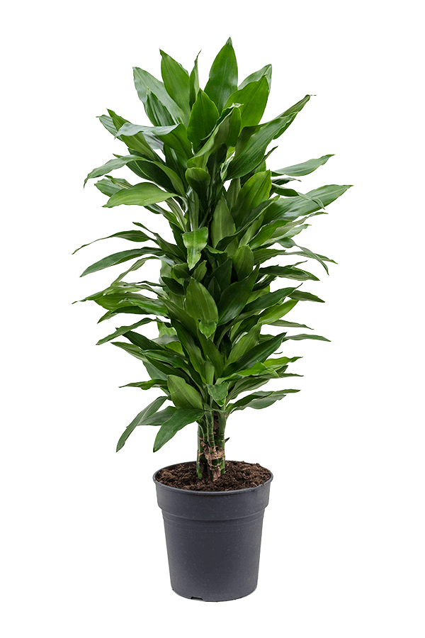 Dracena wonna Janet Lind