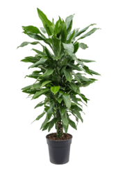 Dracaena Fragrans Janet Lind