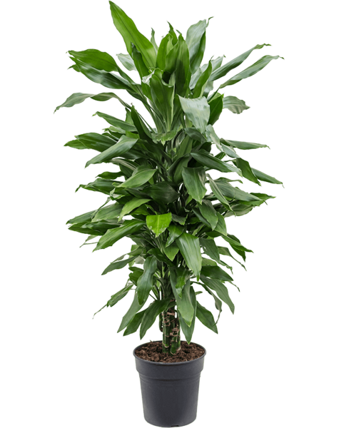Dracaena