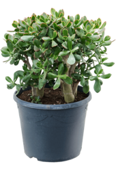 Crassula Ovata Sunset