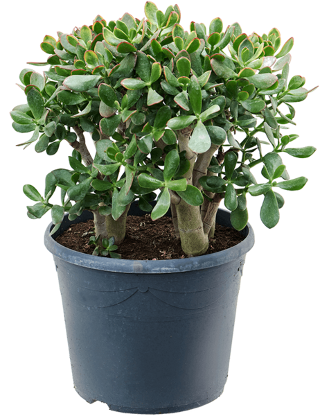 Crassula