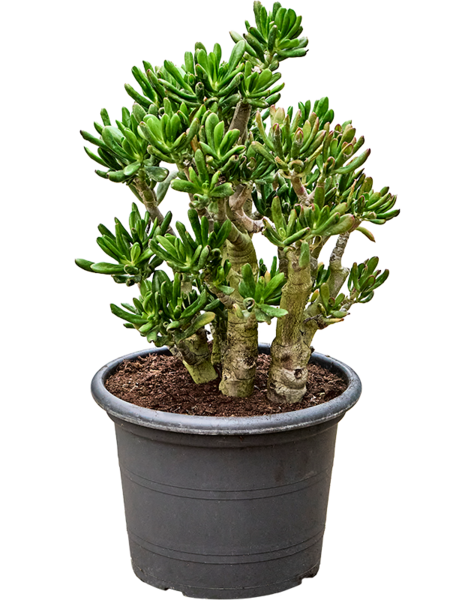 Crassula