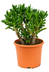 Crassula Ovata Gollum