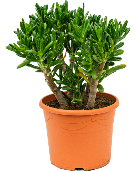 Crassula