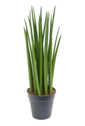 Sansevieria Cylindrica Spikes
