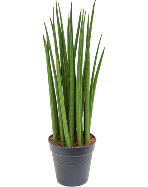 Sansevieria