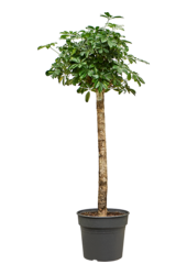 Szeflera Arboricola Gold Capella