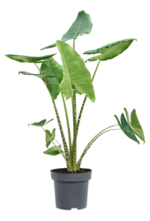 Alocasia Zebrina