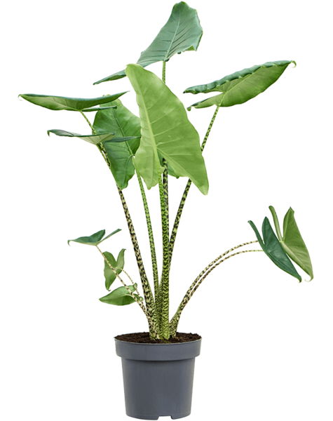 Alocasia