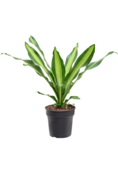 Dracaena Fragrans Burley