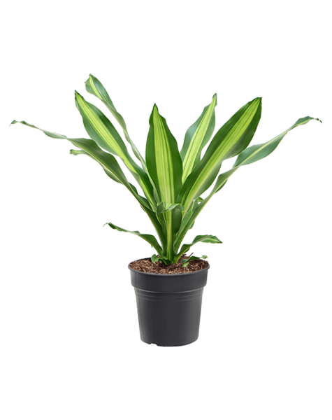 Dracaena