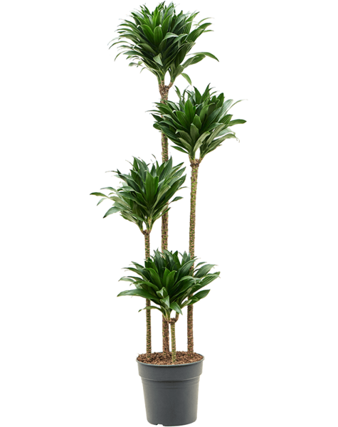Dracena